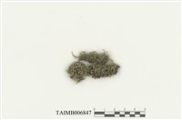 藏品(斯氏合葉蘚)的圖片